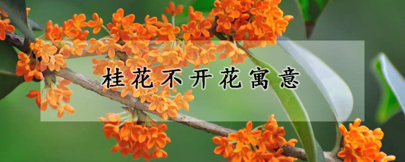 桂花不开花寓意