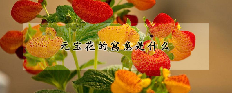 元宝花的寓意是什么