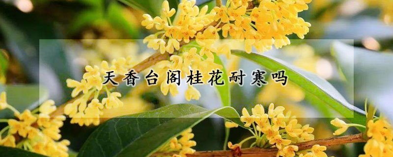 天香台阁桂花耐寒吗