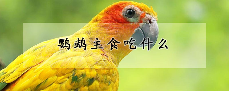 鹦鹉主食吃什么