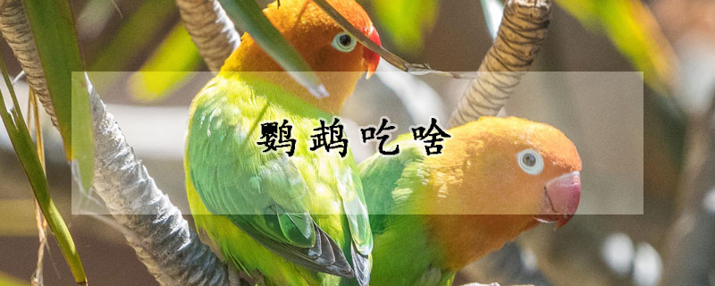 鹦鹉吃啥