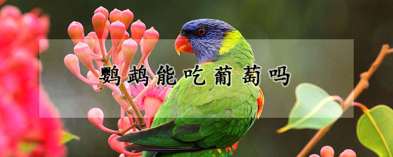 鹦鹉能吃葡萄吗