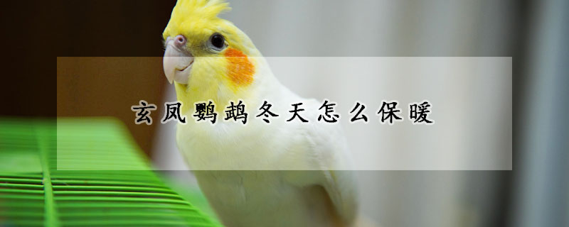 玄凤鹦鹉冬天怎么保暖