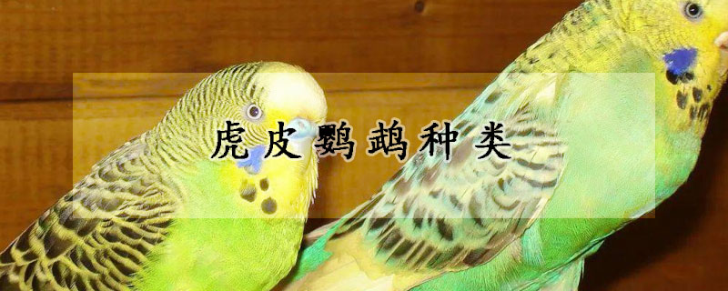 虎皮鹦鹉种类