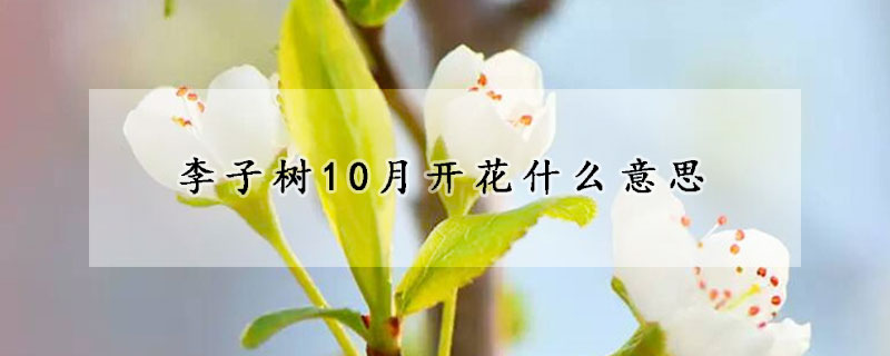 李子树10月开花什么意思