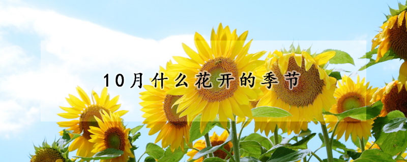 10月什么花开的季节 发财农业网