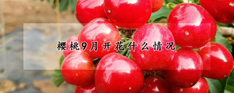 樱桃9月开花什么情况