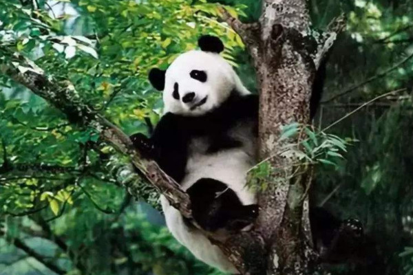 食铁兽是什么动物