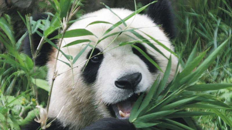 熊猫的生活习性