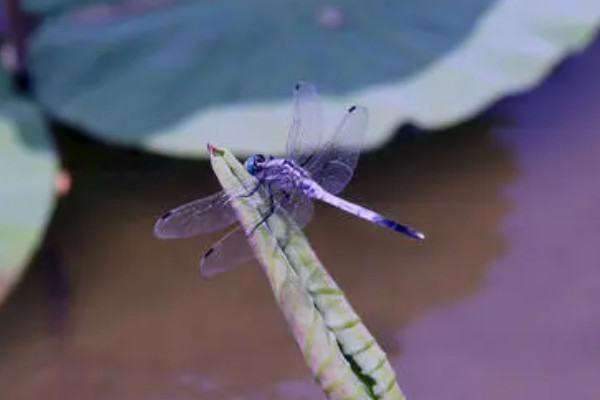 蜻蜓和蚕的不同点