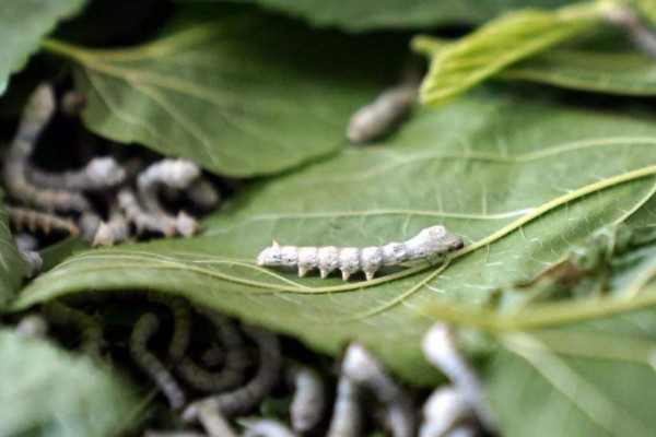 蜻蜓和蚕的不同点