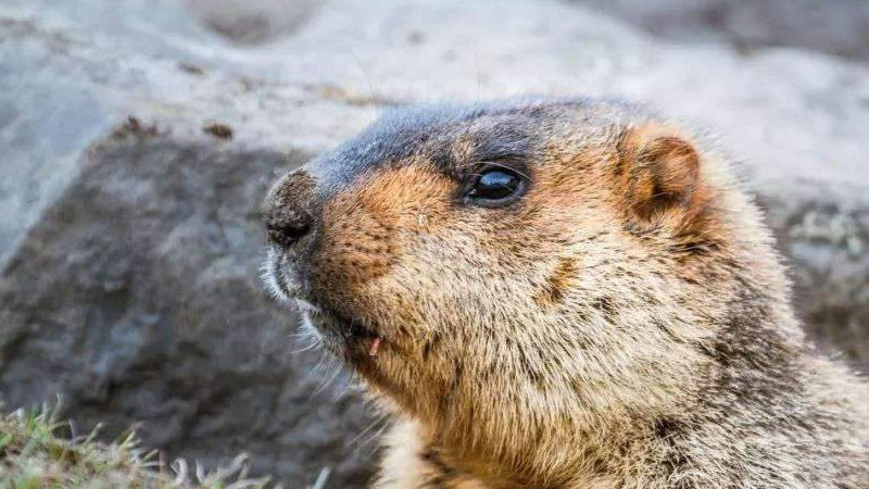 旱獭生长在什么地方