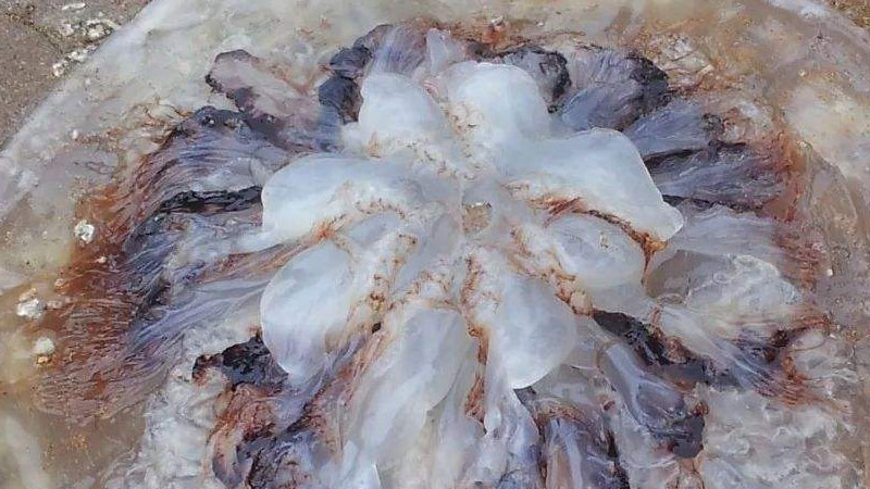 海蜇是什么动物