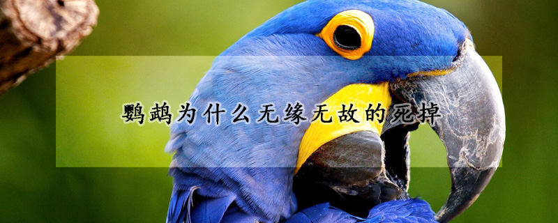 鹦鹉为什么无缘无故的死掉