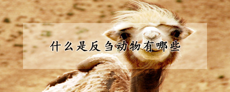 什么是反刍动物有哪些