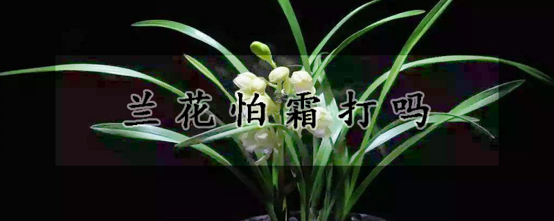 兰花怕霜打吗