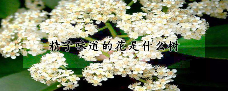 精子味道的花是什么树