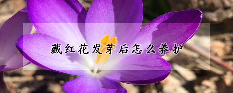 藏红花发芽后怎么养护