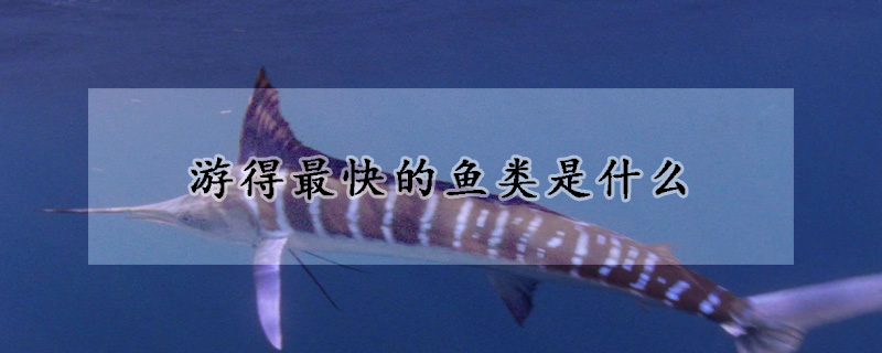 游得最快的鱼类是什么