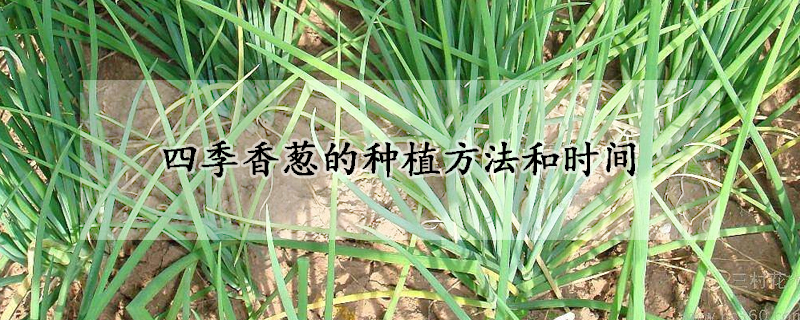 四季香葱的种植方法和时间