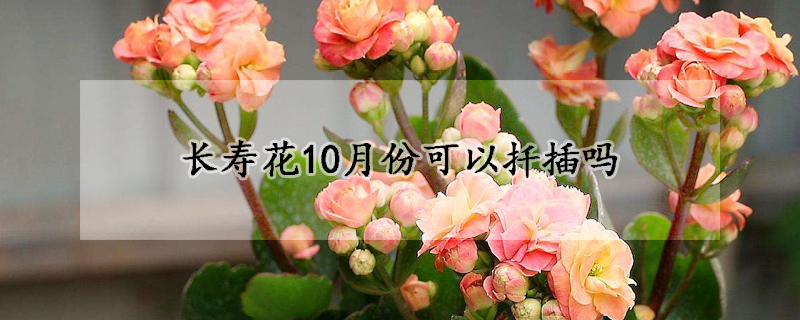 长寿花10月份可以扦插吗