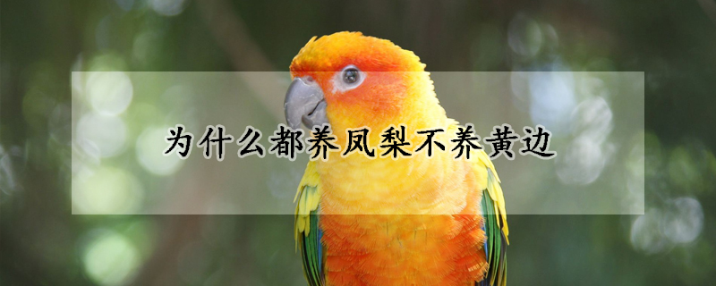 为什么都养凤梨不养黄边