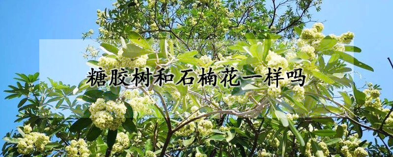 糖胶树和石楠花一样吗