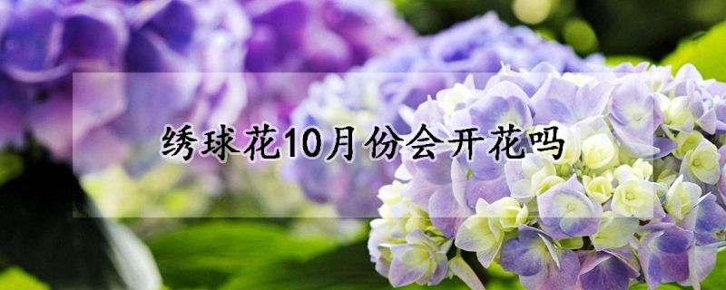 绣球花10月份会开花吗