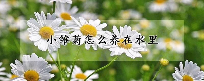 小雏菊怎么养在水里