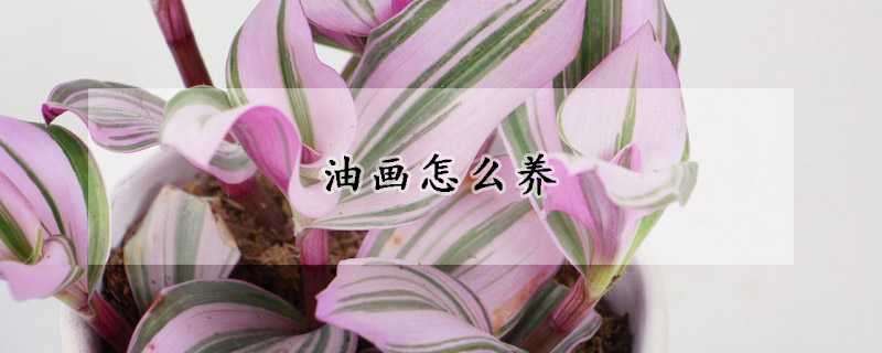 油画怎么养