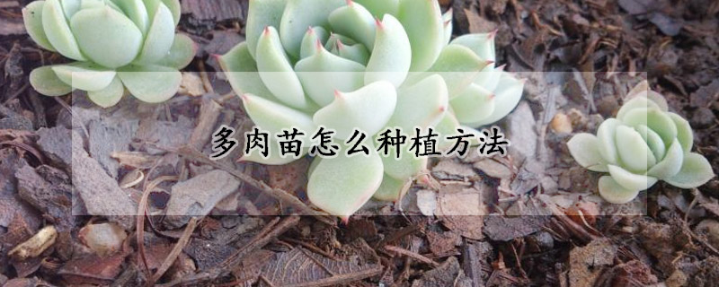 多肉苗怎么种植方法