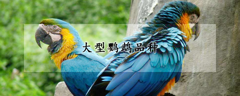大型鹦鹉品种
