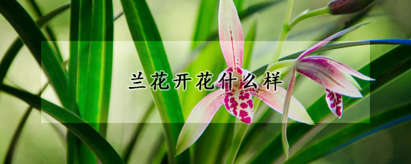 兰花开花什么样