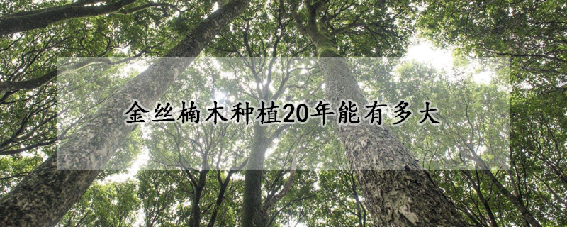 金丝楠木种植20年能有多大