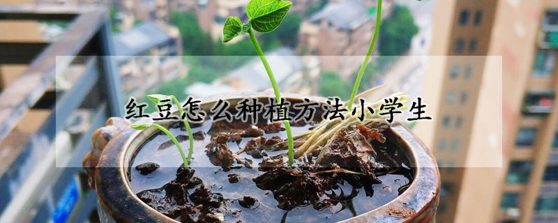 红豆怎么种植方法小学生