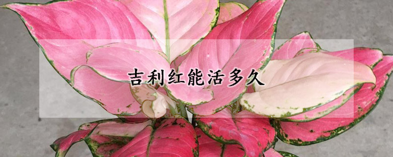 吉利红能活多久