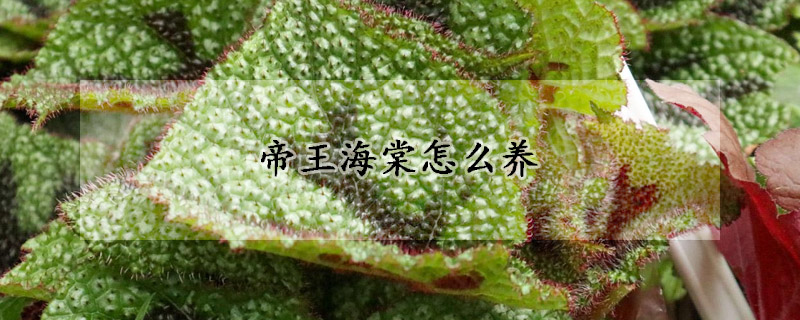 帝王海棠怎么养