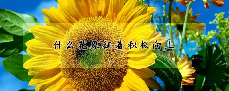 什么花象征着积极向上