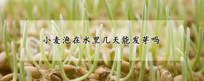 小麦泡在水里几天能发芽吗