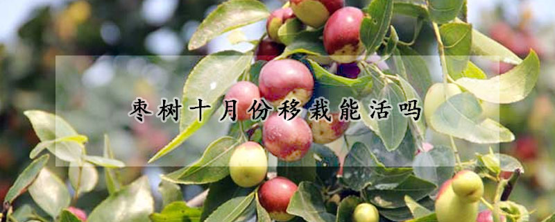 枣树十月份移栽能活吗