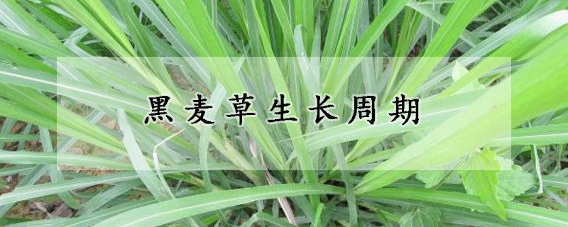 黑麦草生长周期