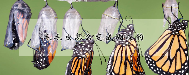 毛毛虫怎么变成蝴蝶的