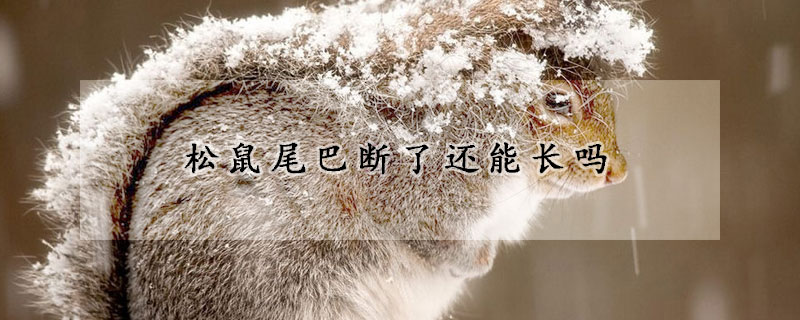 松鼠尾巴断了还能长吗