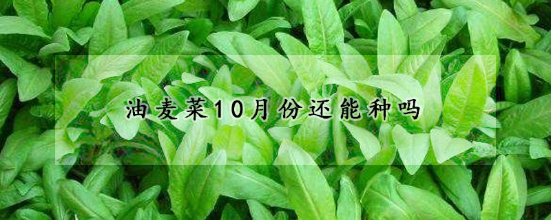 油麦菜10月份还能种吗