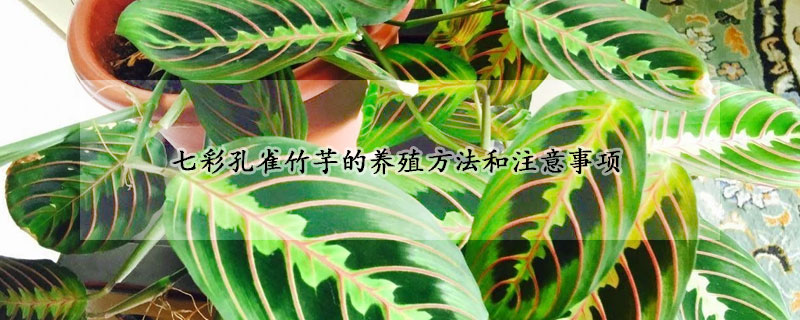 七彩孔雀竹芋的养殖方法和注意事项