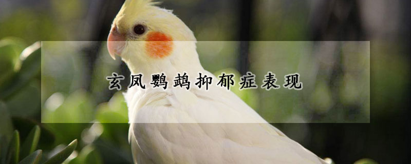 玄凤鹦鹉抑郁症表现