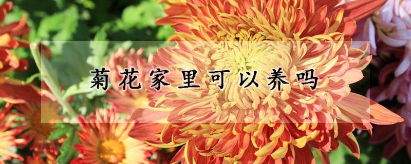 菊花家里可以养吗