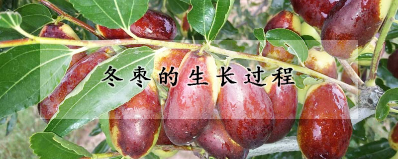 冬枣的生长过程