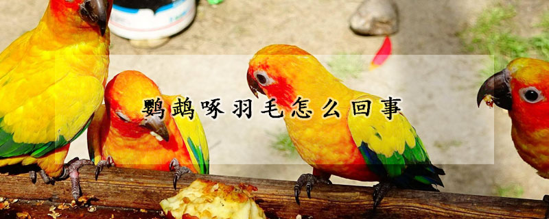 鹦鹉啄羽毛怎么回事
