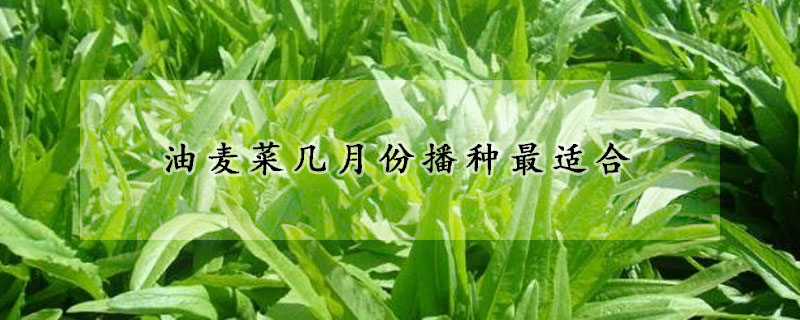 油麦菜几月份播种最适合